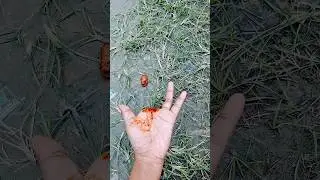 not for kids but it's magic reveral shorts # magic tricks tutorial for entertainment purpose ✨️ fun