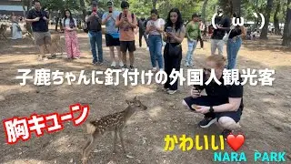 激カワ、まだ産まれたばかりの子鹿ちゃん外国人観光客も胸キューン💖🫎奈良公園