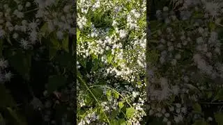 blue mist flowers.