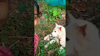 എന്റെ ഉലകം 🧿 #shots #shortmusic #petshub #shortsvideo #petshub #petsunited #shortsongs #cute