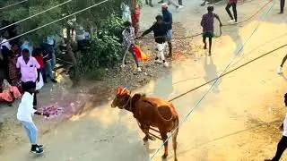 எங்கஊரு ஜல்லிக்கட்டு #jallikattu #jallikattukalai #jallikattusong #manjuvirattu #manjuvirattuvideos