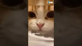 Animal Fundub Part 275 🤣🤣 | Malayalam Fundub | &copy;Ji Talkz | Jijith Elamadu #malayalamfundub #shorts