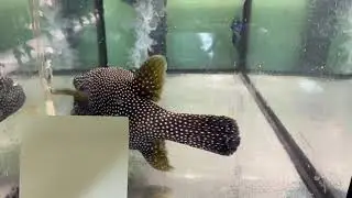 Arothron melagris Аротрон белоточечный, тюлевый