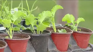 Meridian Main Street Market kicks off for the summer season