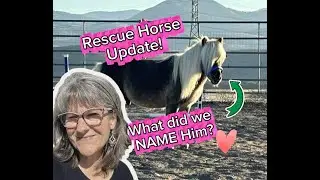 Rescue Mini Horse Name Reveal! 🐴 How He's Adjusting to Herd Life!