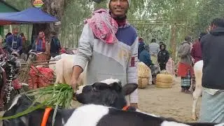 ৪/০১/২৬ ডাকুমারা হাটে  খামার উপযোগী ফিজিয়ান বকনার কিছু তথ্য দেওয়ার চেষ্টা ০১৭৭০ ৮৭৯২৭৩
