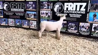 Fritz Southdowns - Lot 34 Annual Ranch Sale - April 27,2024