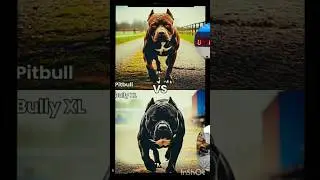 Different Dog Breeds *Actually* Fight Each Other?gsds #PITBULL#Dogo#bullyxl#husky#shorts #viral