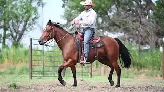 Driftin Lynx Legend Buttes Horse Sale