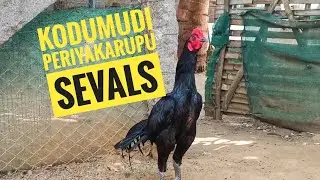 💥கொடுமுடி பெரிய  சேவல் பண்ணை💯 | KODUMUDI PERIYAKARUPU SEVALS💚