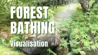 Forest Bathing and Tree Hugging - Source of Energy - A guided Visualisation