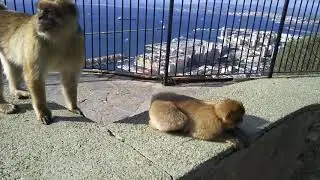 Monos de Gibraltar