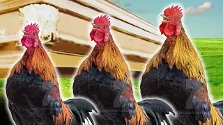 Rooster 