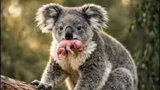 Beautiful Animal Sounds (Rabbit) | Rabbit Sounds Effects #rabbit#86#rabbit 