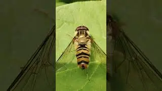 Муха мармеладна (Episyrphus balteatus) &mdash;&nbsp;вид двокрилих комах родини Дзюрчалки&nbsp;(Syrphidae)