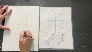 How to draw a seagull