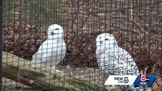 Meet the snowy owl guy keeping Boston travelers and birds safe