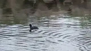 Coot swimming quite fast | coot on a mission