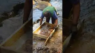 Is It yellow sapphire ? Searching Gold clor Muddy soil