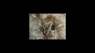 [Wikipedia] Anaxibia (spider)