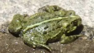 Frog can be a decoy while searching for a sign of who's out there ...  Bushman is that you...