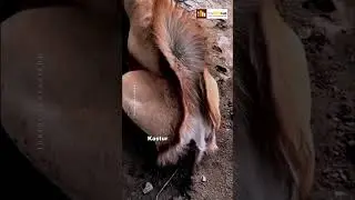 This is Kasturi Hiran 🦌 Musk Deer #facts #shorts #viral