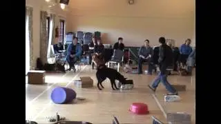 Talking Dogs Scentwork&reg; Scent 2 Handling Skills Trailer