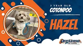 3 Year Old Cotonpoo | Best Cotonpoo Training | Off Leash K9 | Board & Train | Missouri