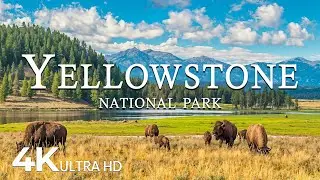 YELLOWSTONE NATIONAL PARK 4K Ultra HD - Calming Music With Beautiful Nature Videos - 4K Video
