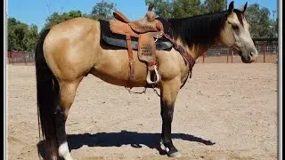PC PERKIN REDDY - Buckskin gelding for sale