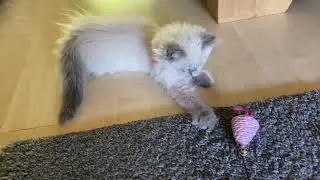 12 Wochen BKH BLH Kitten