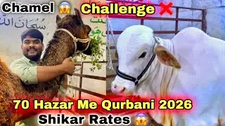 Lalukhet Ka Ghar Me Qurbani 2026 Ki Shikar Rates Mandi 🍀 Cow & Camels & Goats For Qurbani 
