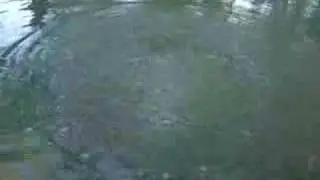 Swamp Gas