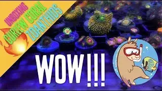 High End Zoanthid Unboxing - Curlew Coral