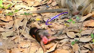 Even if New baby monkey unable to control its balance, Little baby keep trying hard to walk