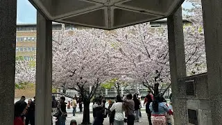 Cherry Blossoms At  Robarts Library Toronto