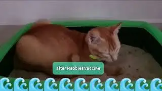 ready for the Vaccine...#catworld #kitten #travel #lovecats #travelcat #vaccine