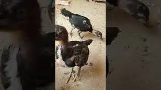 Thai super neck locker top quality special chick's MashAllah