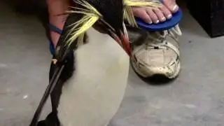 Penguin Painting! - Hendrix