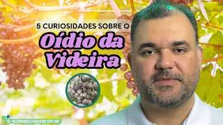 5 CURIOSIDADES SOBRE O O&Iacute;DIO DA VIDEIRA (Uncinula necator)