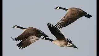Amazing Aerodynamics ! - Why Do Some Birds Fly in a V Formation ?  🦅