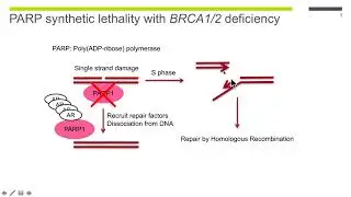 Discovering PARP inhibitor resistance with CRISPR