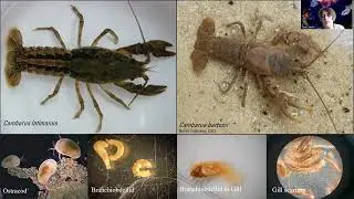 Behavioral Ecology Seminar- Tara Jade Cronin