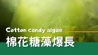 棉花糖藻為什麼又爆長啦! | cotton candy algae grow a lot| 米蝦吃播