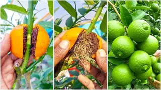 Growing lemon plant like a pro | Smart air layering gardening tip