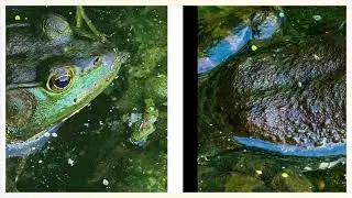 MEET MY FRIEND, FROGGY