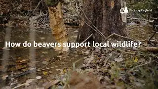 How beavers support local wildlife | Forest of Dean