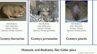 Mamach, ord Rodentia, fine G&oacute;far p&oacute;ca thomomys geomys mammal mazama monticola None bursarius Army