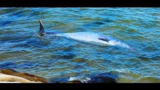 A Ziphius  was stranded in the gulf of Sykia Chalkidi