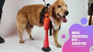Pr&oacute;tese para cachorro em impress&atilde;o 3D - Meu Incr&iacute;vel Pet - Pineal 3D